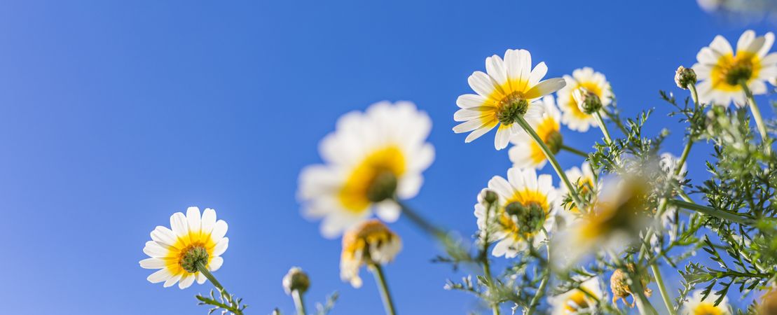 Daisy flowers and blue sky