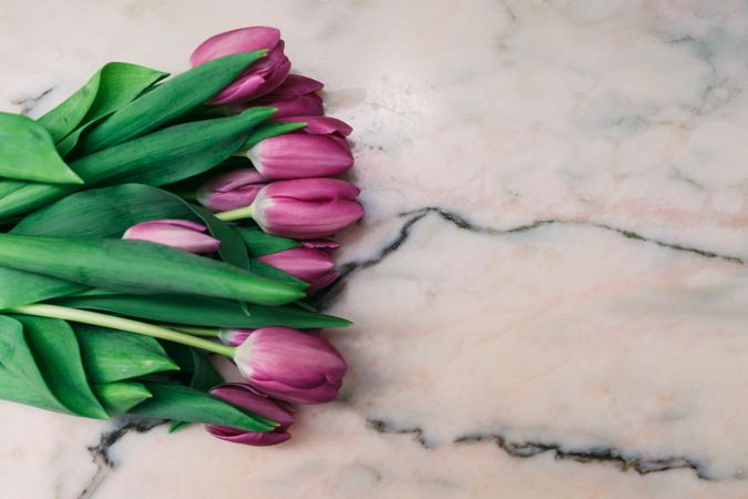 Pink tulips on clear background