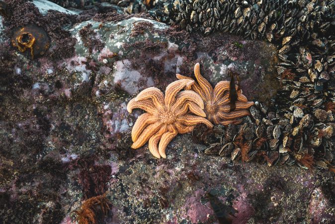 Brown starfish on rock