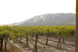 Ripening grape at vineyard