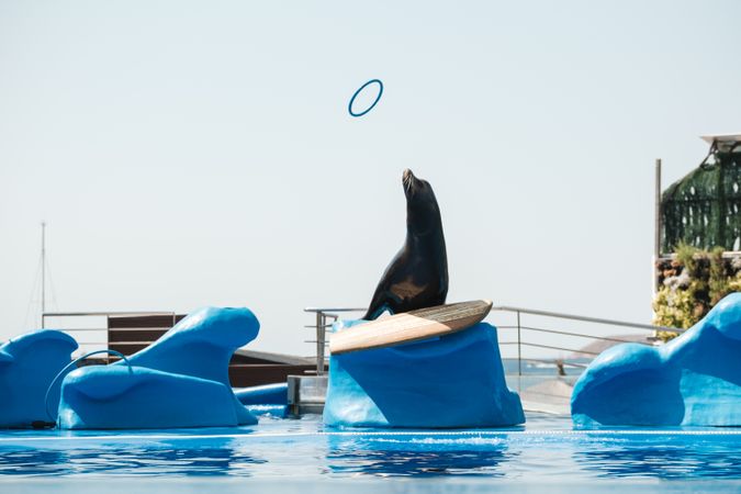 Cute sea lion playing with hoop