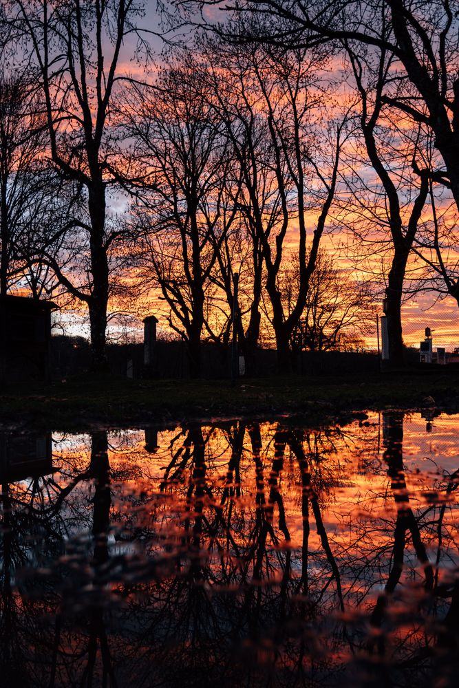 Silhouettes of trees near lake on sunset