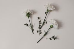 Carnation flowers scattered on table