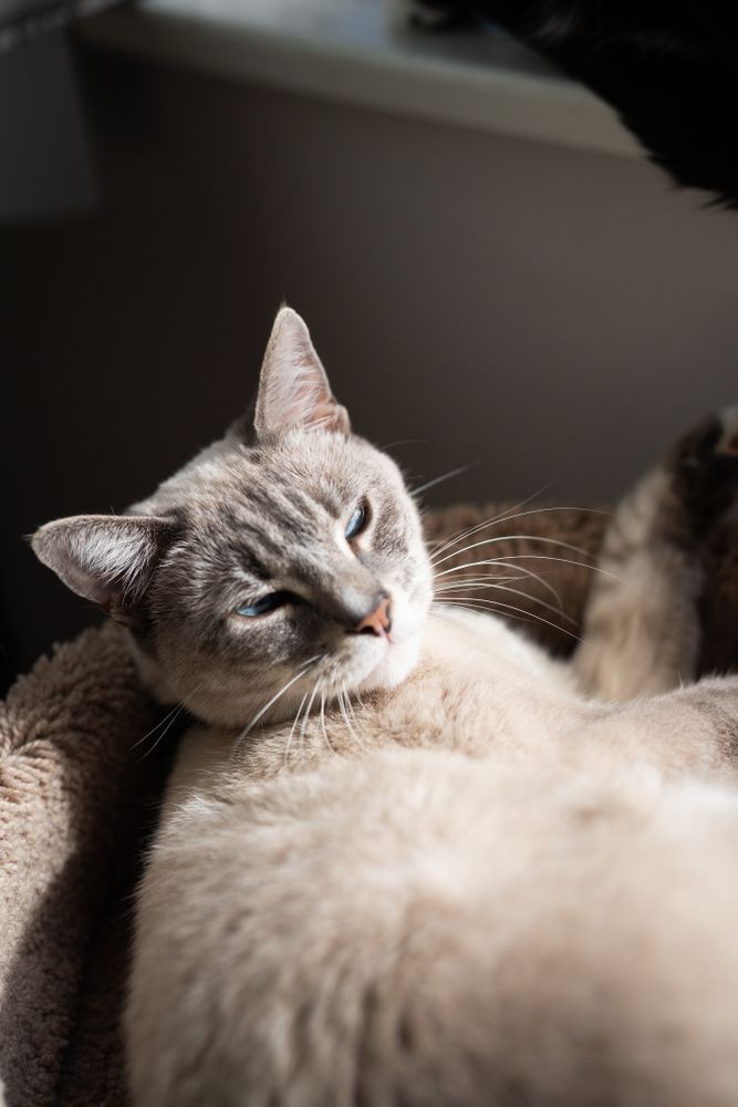 Close up of cat with blue eyes