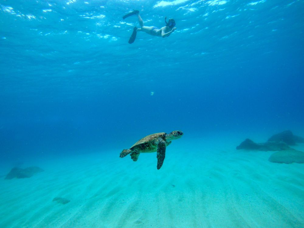 Underwater shot of person with snorkel diving and a turtle
