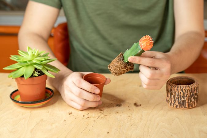 Man repotting a cactus plant