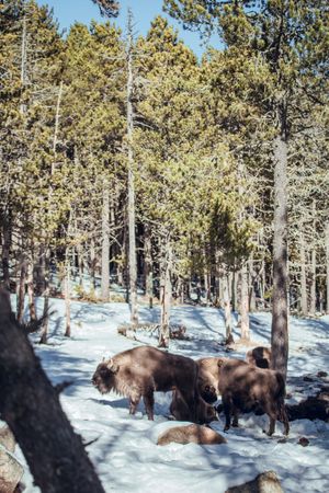 Buffaloes pasturing between trees and snow