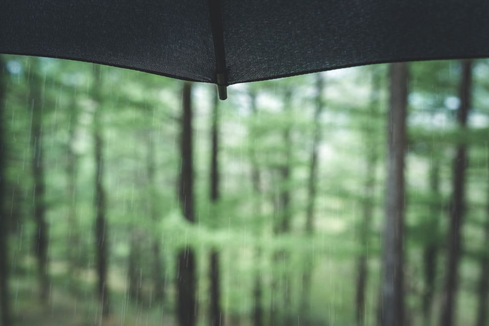 Part of wet umbrella against green trees