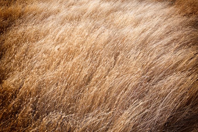 Dry brown wheat field