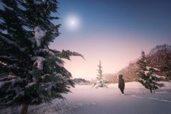 Traveler walking on snow around conifer trees