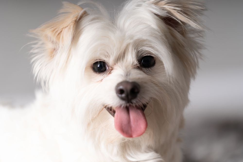 Portrait of cute small maltese