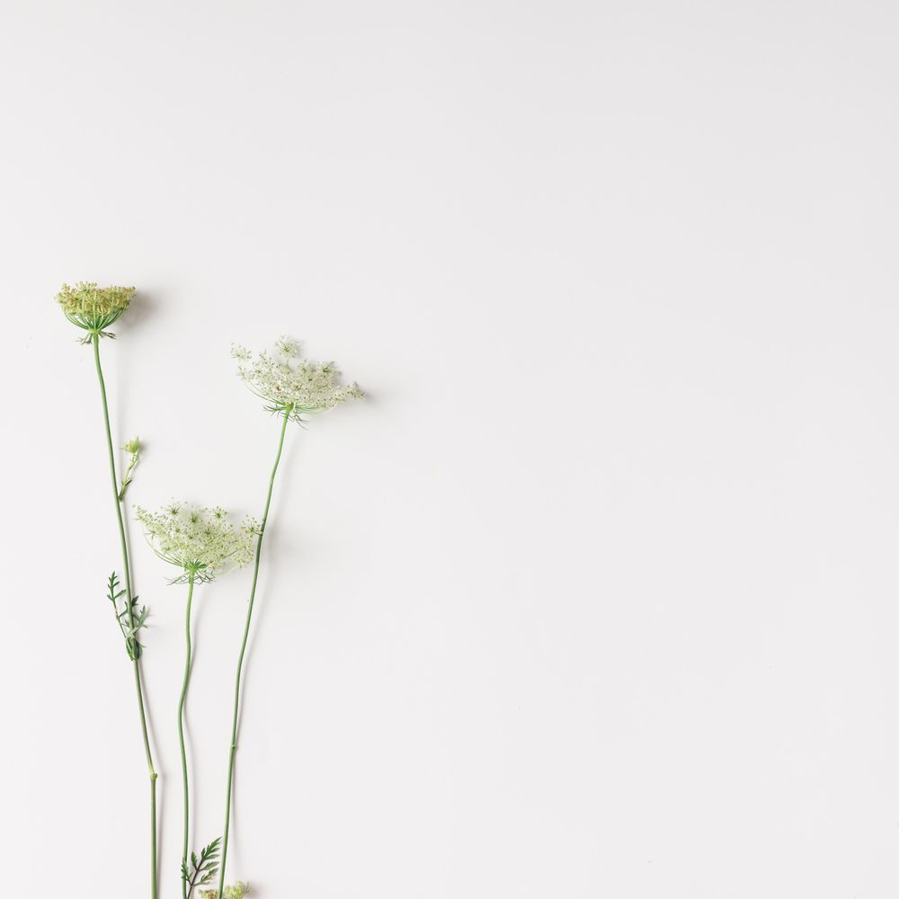 Flowers arranged on light background