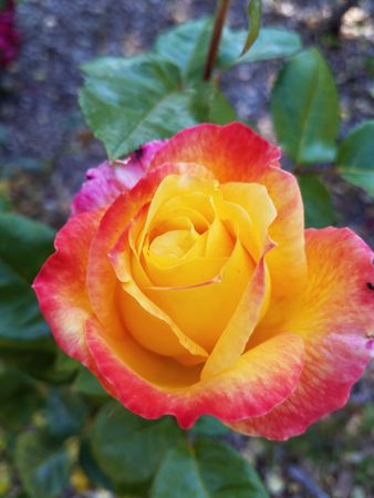 Yellow and fuscia rose, close up