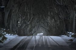 Tunnel of giant beech leafless trees in Ireland