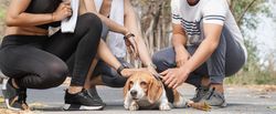 Banner of people in a park petting a dog