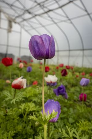 Copake, New York - May 19, 2022: Tall purple flower in green house