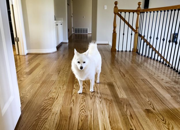 Family pet dog walking upstairs on hard wood floors