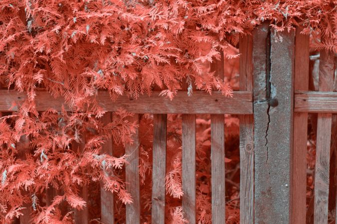 Infrared leaves near lumber fence
