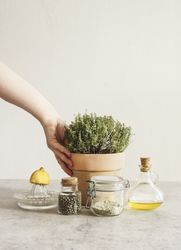 Crop woman hand holding potted thyme in terra-cotta plant pot at grey kitchen table with olive oil, pepper, lemon on citrus press and herbal salt in glass jar