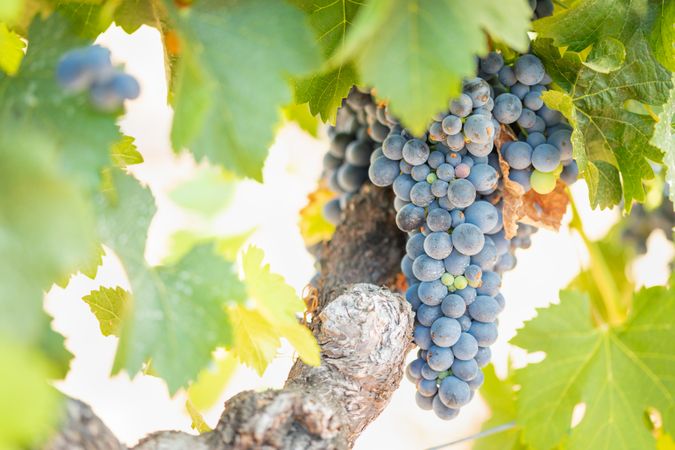 Vineyard with Lush, Ripe Wine Grapes on the Vine Ready for Harvest