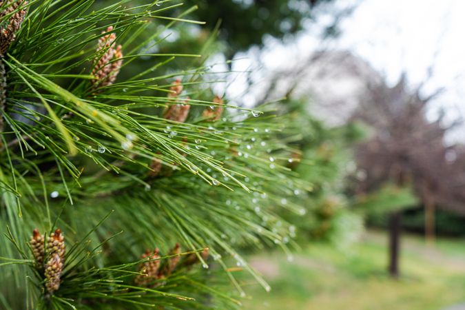 Pine trees in the raining day