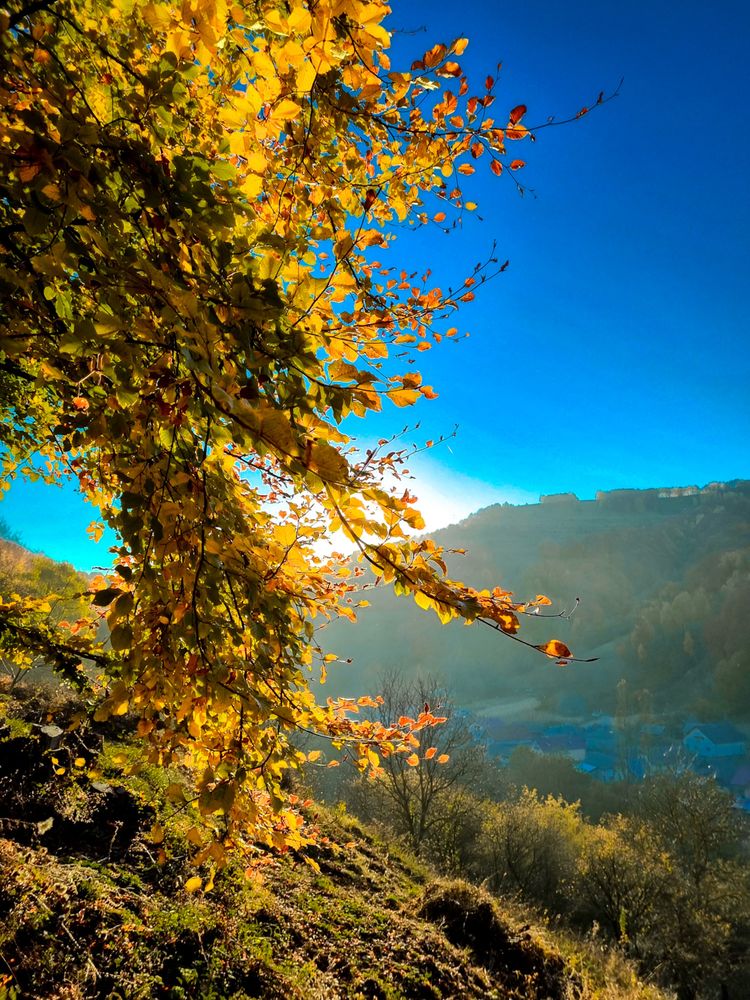 Sunlight coming through a curtain of leaves