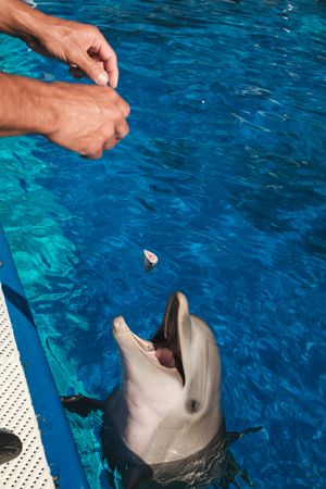 Man feeding adorable dolphin near swimming pool