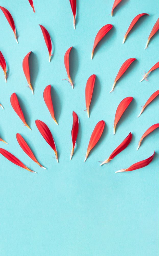 Red soft petals in lines on a light sky blue background