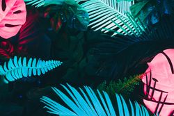 Creative layout made of colorful tropical leaves