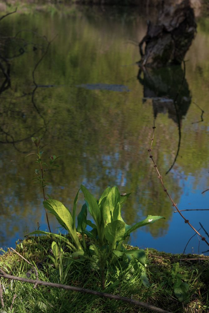 Plants growing above pond