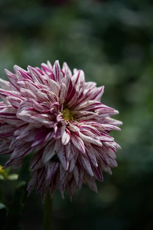 Pink chrysanthemum in close-up