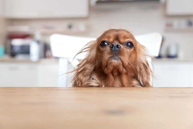 Cavalier spaniel looking up inquisitively from the dining table