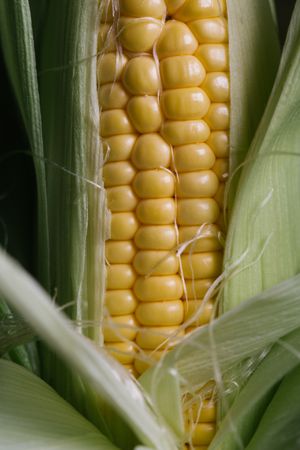 Phases of fresh corn peeling