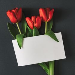 Tulips on gray background with paper card