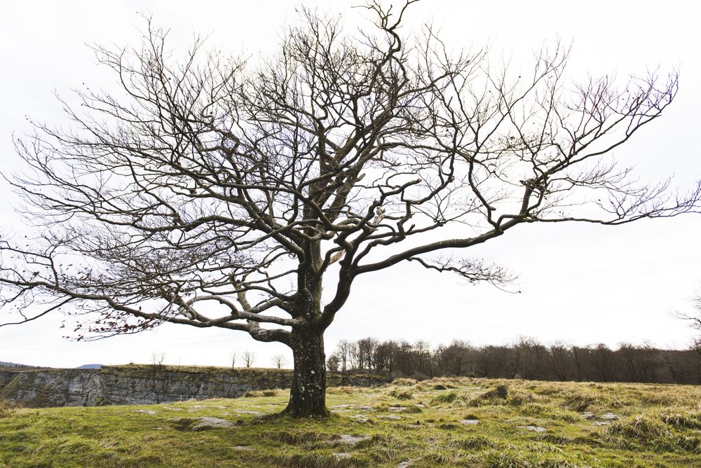 Lonely tree between grass on hill