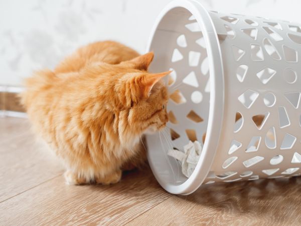 Cute ginger cat looking into contents of garbage