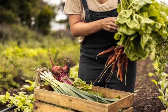 Unrecognizable female farmer arranging freshly picked vegetables into a crate on an organic farm