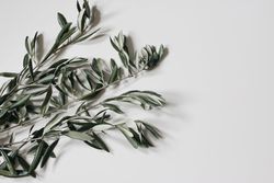 Green olive tree leaves, branches isolated on paper background