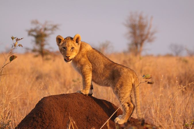 Brown lioness on brown rock