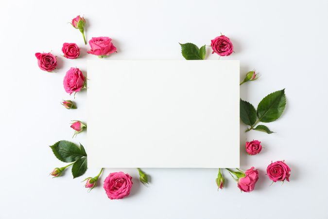 Beautiful pink roses and square with space for text on light background