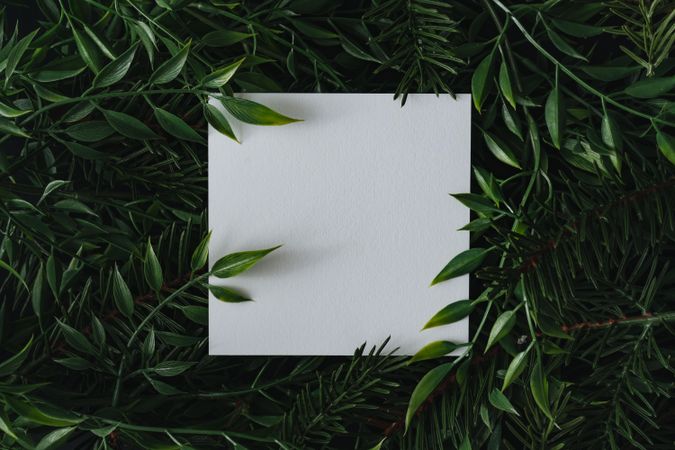 Square of light paper immersed in densely packed leaves