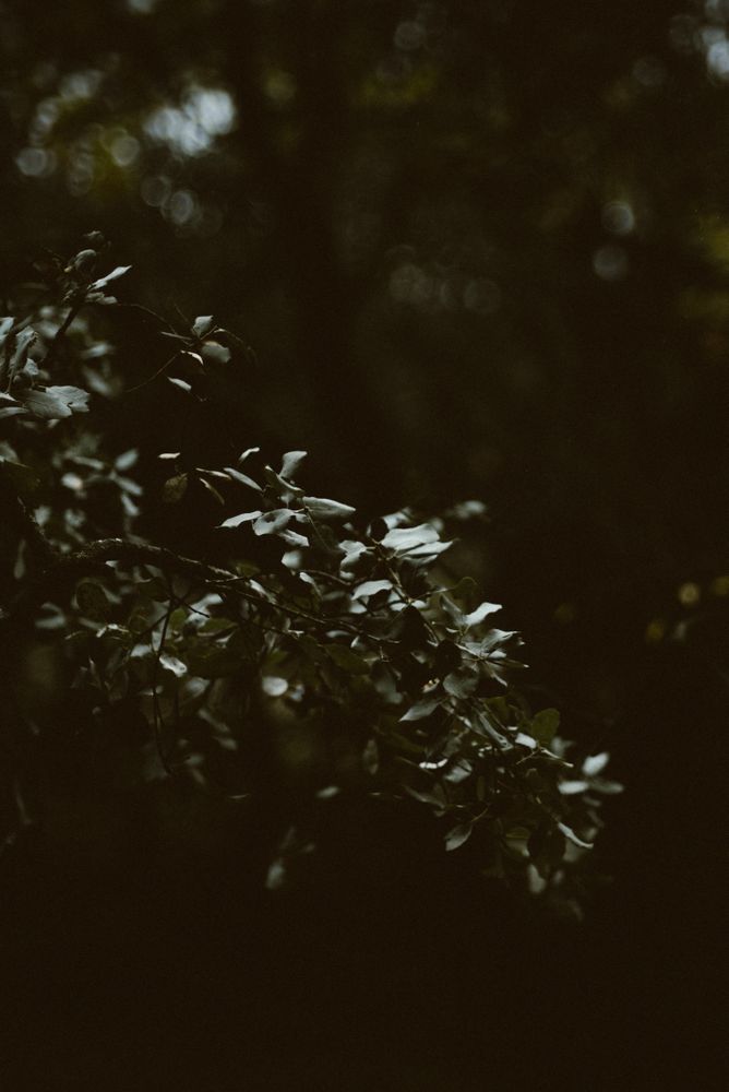 green bush growing in forest