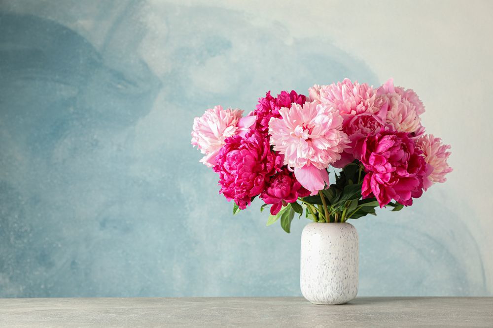 Vase with bouquet of beautiful peonies on grey table against blue background, space for text