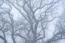 Close up of a leafless tree in winter