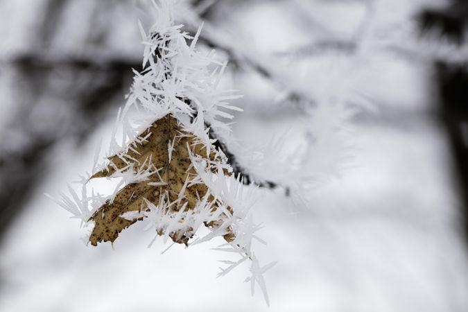 Dry wintry leaf covered with fresh frost