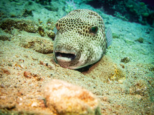 Underwater shot of pufferfish