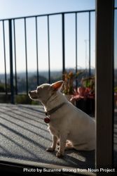 Calm older dog sitting on patio looking out 5wpB64
