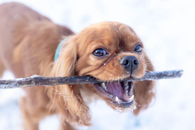 Cavalier spaniel holding a stick in it’s mouth in the snow