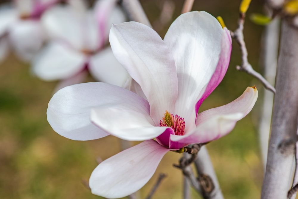 Blooming magnolia tree in spring on pastel bokeh