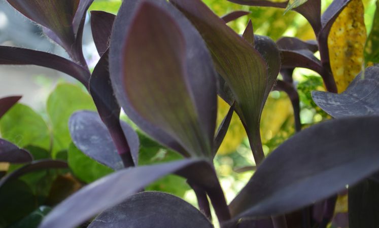 Beautiful leaves of purple color